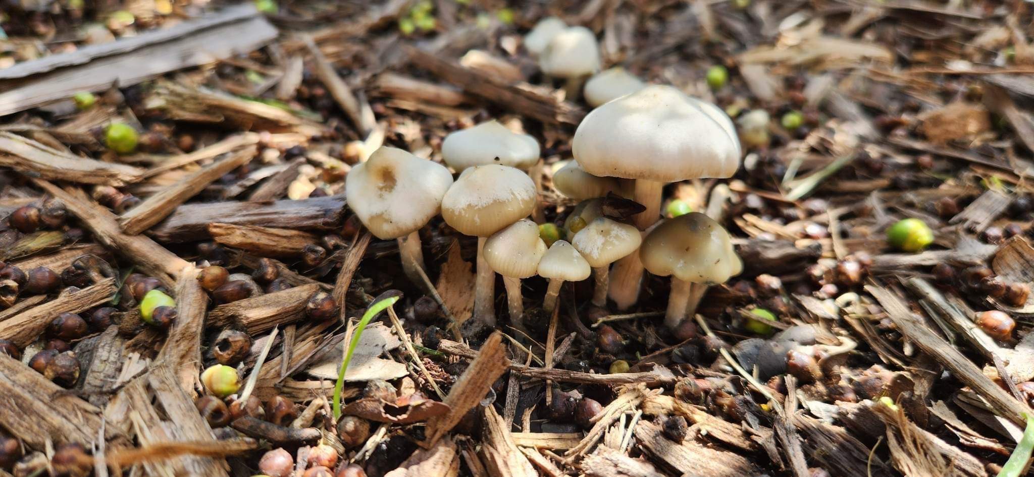 Psilocybe Natalensis